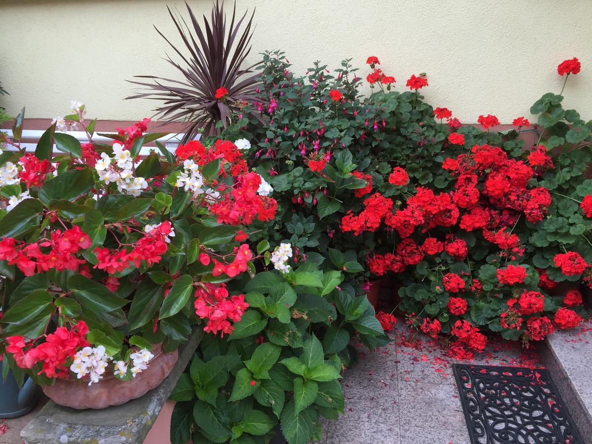 איטרסווילר Gite Fleur De Vignes מראה חיצוני תמונה